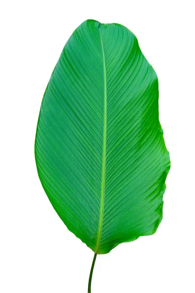 Banánové Listy Izoláty Zeleně Zanechává Bílé Pozadí — Stock fotografie