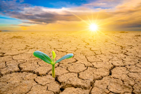 Trees Growing Dry Ground Concept Forest Nature Conservation — Stock Photo, Image