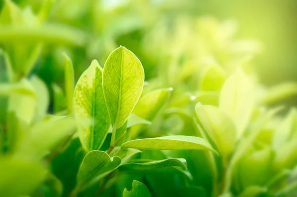 Fundo Verde Natural Com Jardim Luz Dourada Com Espaço Cópia — Fotografia de Stock