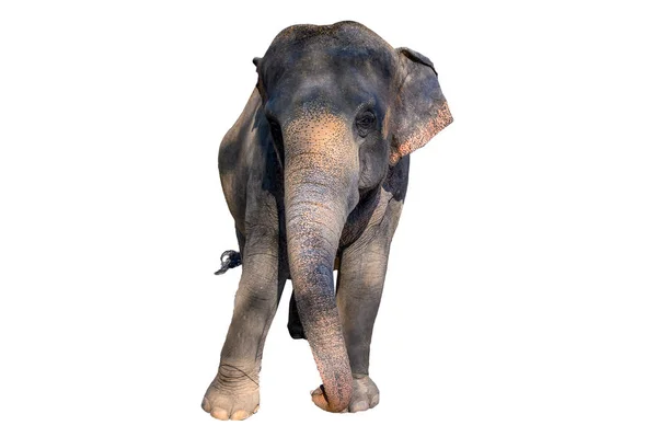 Grande Elefante Marrom Fundo Branco Isolar — Fotografia de Stock