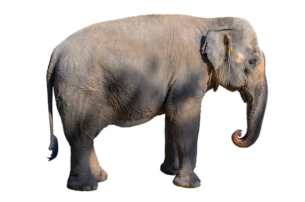 Grande Elefante Marrom Fundo Branco Isolar — Fotografia de Stock