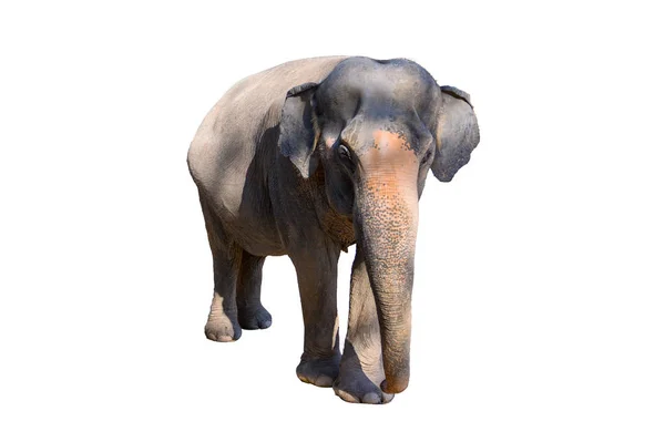 Large Brown Elephant White Background Isolate — Stock Photo, Image