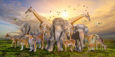 Büyük bir Afrika safari hayvanı grubu. Vahşi yaşamı koruma kavramı
