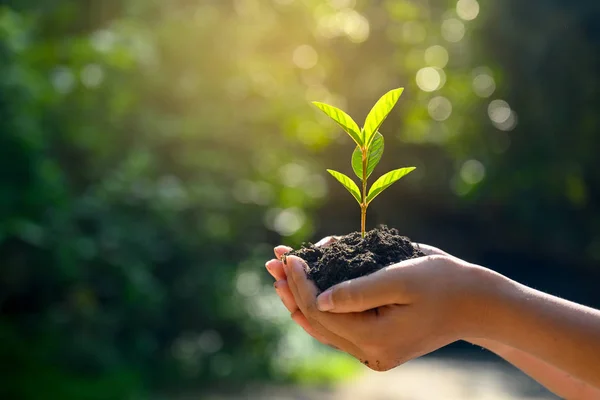 Den Händen Von Bäumen Die Setzlinge Anbauen Bokeh Grün Hintergrund — Stockfoto