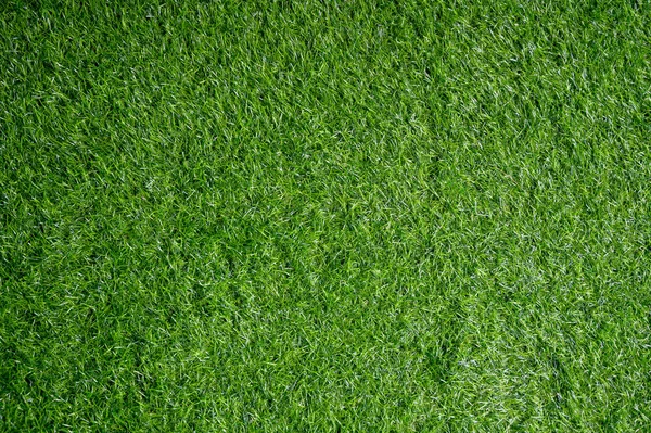 Background Field Green Lawn Looks — Stock Photo, Image