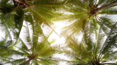 Altın güneşin kıyılarında hindistan cevizi ağaçları