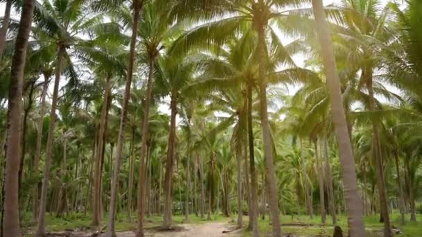 Cocotiers sur les rives du soleil doré — Video