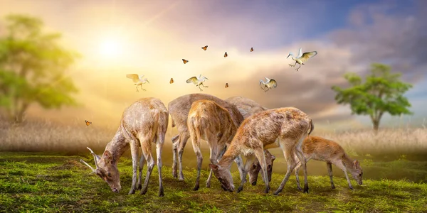 Large Group African Safari Animals Wildlife Conservation Concept — Stock Photo, Image