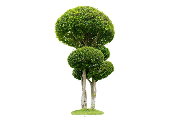 Albero Arbusto Giardino Decorazione Bianco Sfondo — Foto Stock