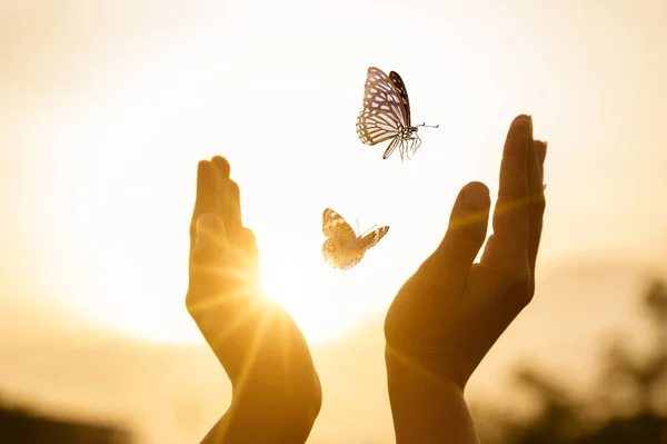 Fata Eliberează Fluturele Din Momentul Care Conceptul Libertate — Fotografie, imagine de stoc