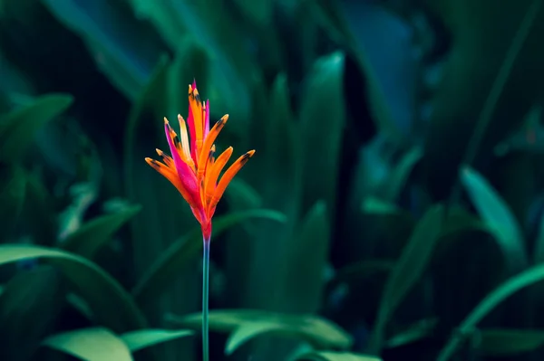 Hojas Tropicales Flor Colorida Sobre Follaje Tropical Oscuro Naturaleza Fondo — Foto de Stock