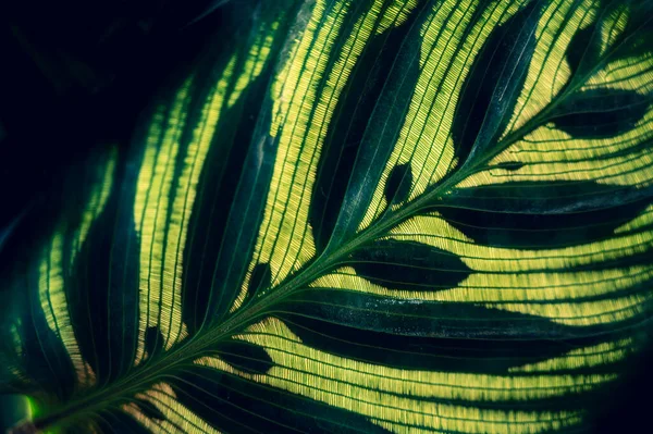 Foglie Tropicali Colorato Fiore Scuro Fogliame Tropicale Natura Sfondo Verde — Foto Stock