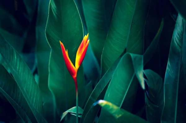 Foglie Tropicali Colorato Fiore Scuro Fogliame Tropicale Natura Sfondo Verde — Foto Stock