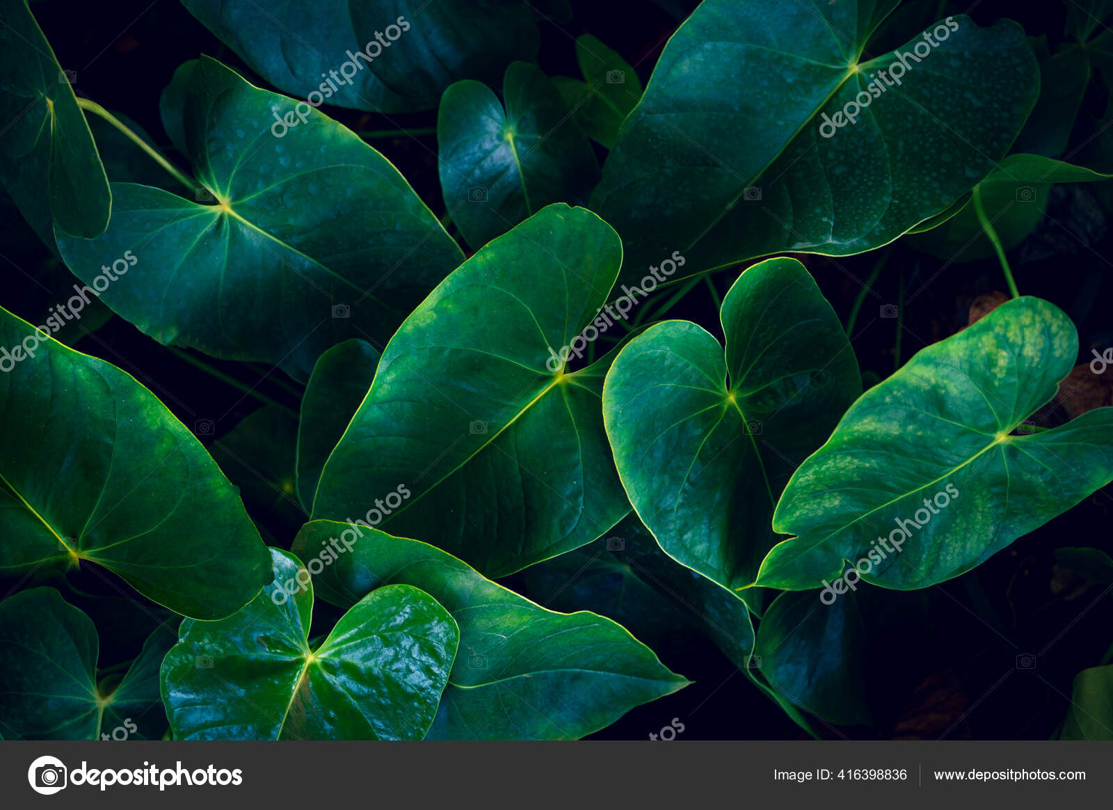 自然の背景にあるアンスリウムは緑豊かな色をしています 熱帯色の花を濃緑色の葉に咲かせます ストック写真 C Sarayut