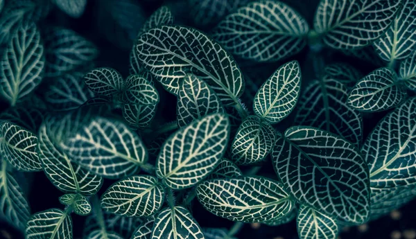 Fittonia Albivenis Sfondo Strisce Bianche Foglia Sfondo Blu Sfondo — Foto Stock