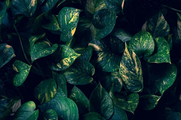 Hojas Tropicales Flor Colorida Sobre Follaje Tropical Oscuro Naturaleza Fondo — Foto de Stock