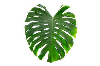 Tropical Monstera Leaf Isolated on Transparent Background for Design and Decoration. Monstera leaf PNG isolated tropical foliage