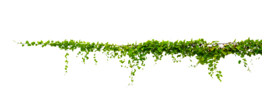 vine frame leaf vine Isolate on transparent background PNG file