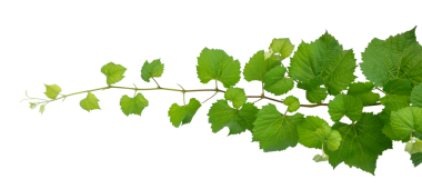 vine frame leaf vine Isolate on transparent background PNG file