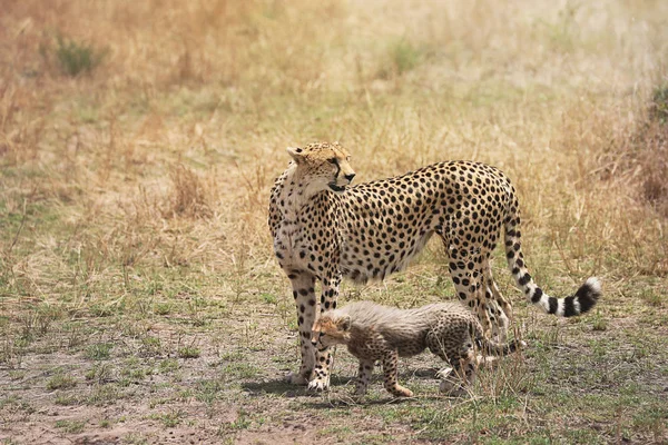 Cheetah Seu Filhote Masai Mara Quênia África — Fotografia de Stock