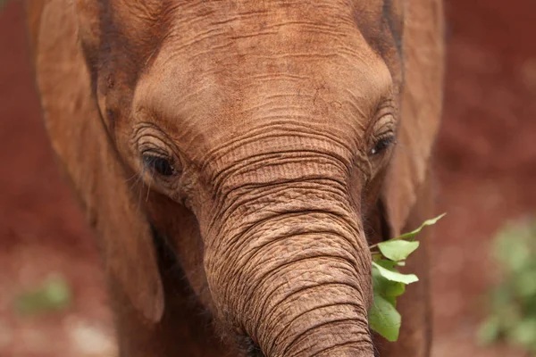 Norsunpoikanen Syö David Sheldrick Wildlife Trust Säätiö Nairobissa Keniassa — kuvapankkivalokuva