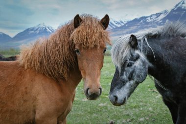 Dağ manzaralı sevimli İzlanda atları. İzlanda