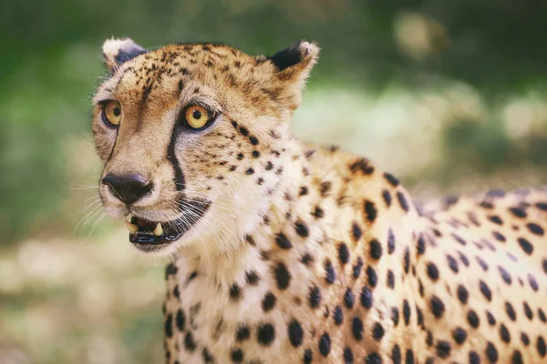 Potrait Cheetah Nairobi, Kenya, Afrika — Stok fotoğraf