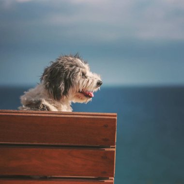 Mutlu köpek okyanus, Tenerife, Kanarya Adaları yakınındaki bankta oturan