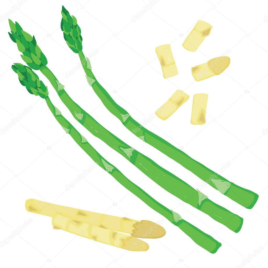 Vector painterly set with cooked and raw asparagus editable, scalable illustration, isolated on a white background. Use it for recipes, restaurant menus and as food elements.