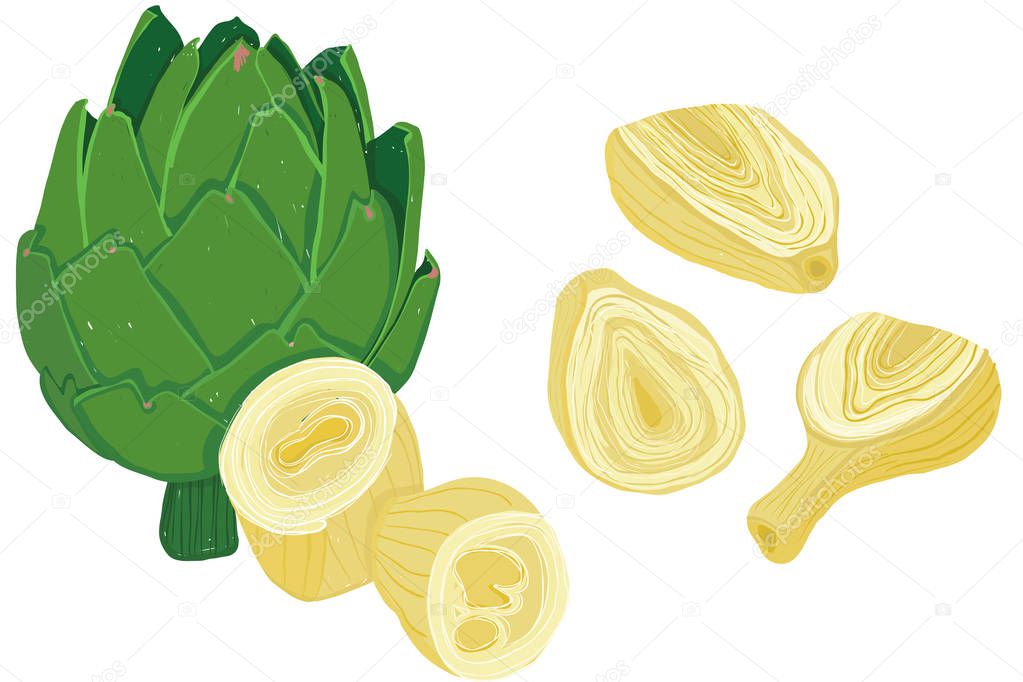 Vector painterly set of artichokes, raw and cooked; editable, scalable illustration isolated on a white background. Use it for recipes, restaurant menus and as food elements.