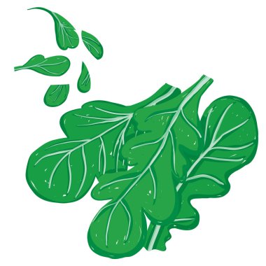 Roka vektör tablomsu ayarla, roket, ham ve dilimlenmiş. Düzenlenebilir, beyaz bir arka plan üzerinde ölçeklenebilir illüstrasyon izole. Yemek tarifleri, restoran menüleri ve besin öğeleri olarak kullanın.