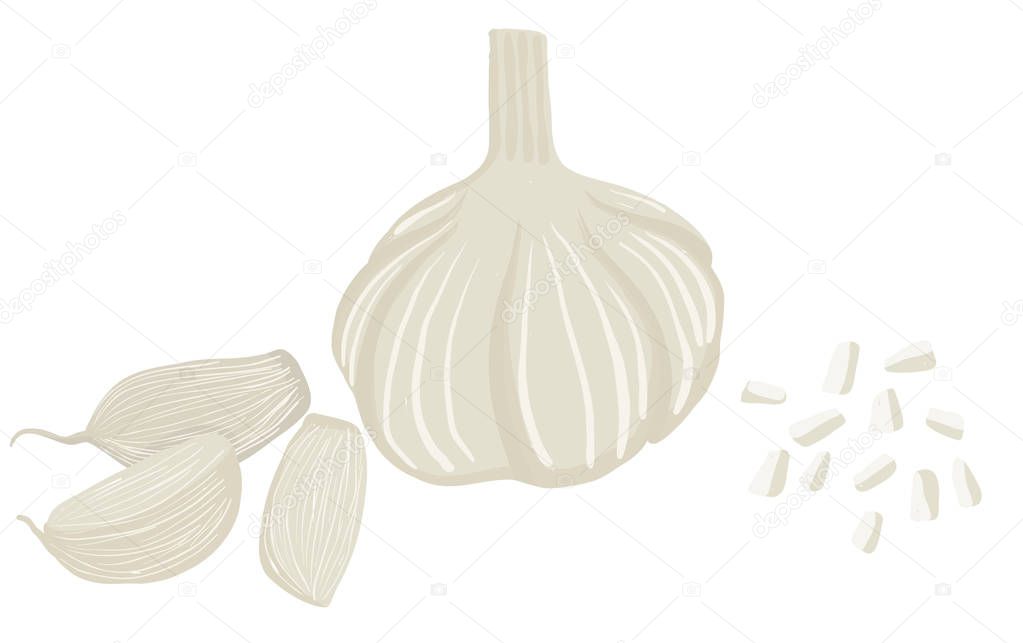 Vector painterly set with whole garlic, cloves and slices; editable, scalable illustration, isolated on a white background. Use it for recipes, restaurant menus and as food elements.