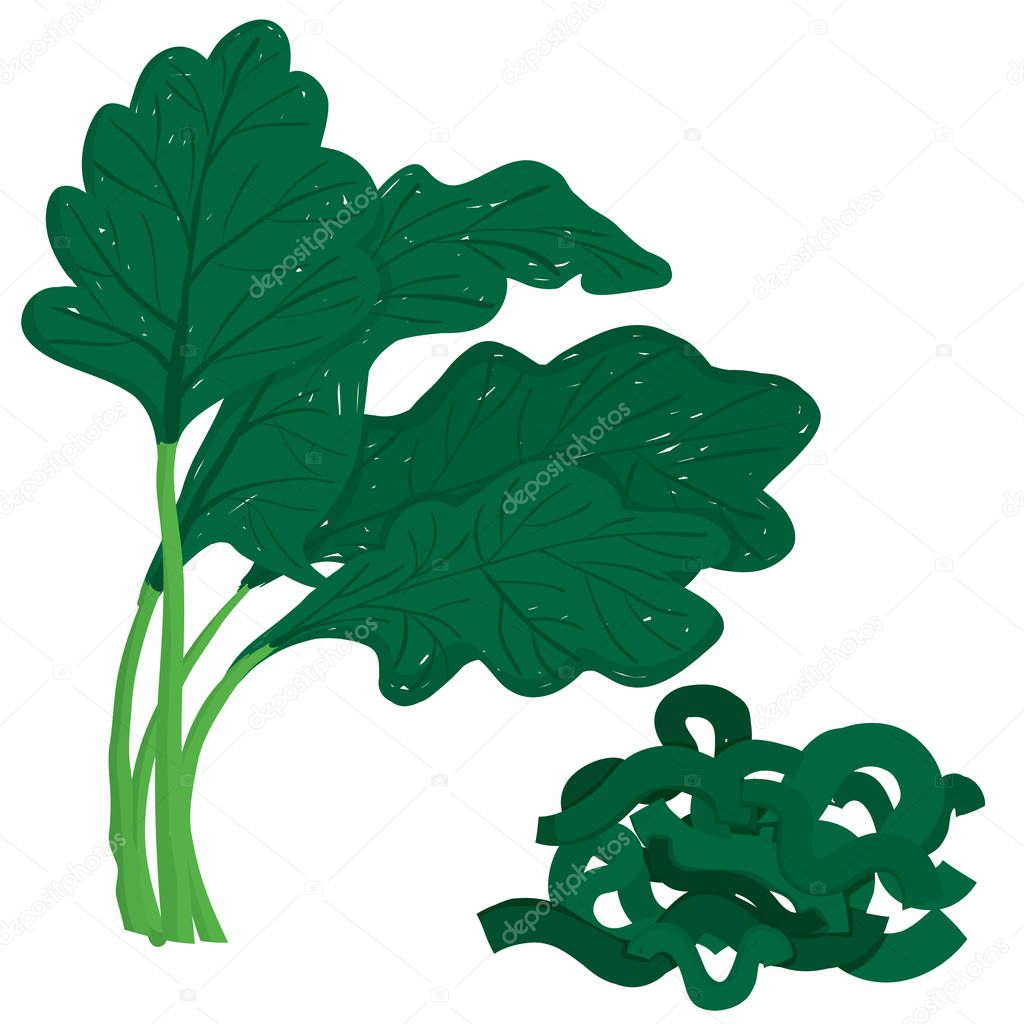 Vector painterly set with whole spinach and chopped; editable, scalable illustration, isolated on a white background. Use it for recipes, restaurant menus and as food elements.