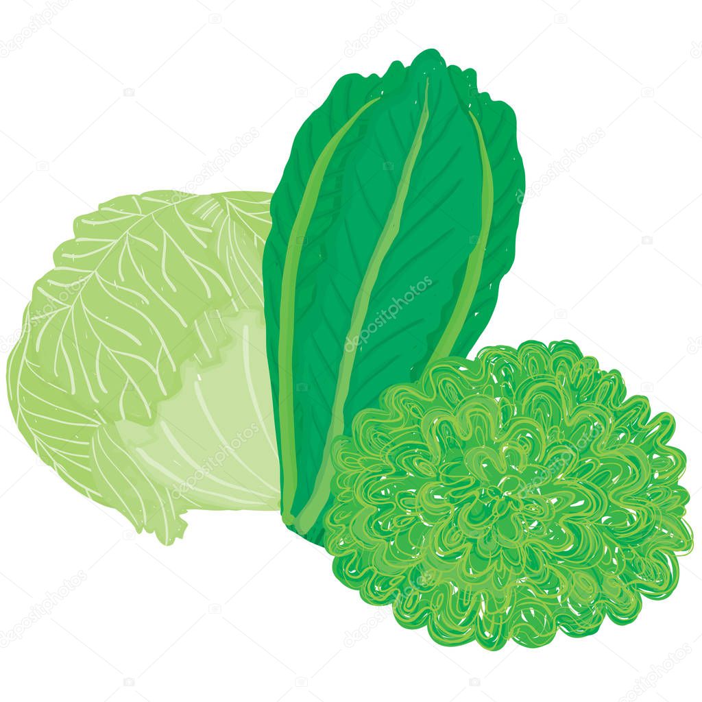 Vector painterly set with three different lettuce; editable, scalable illustration, isolated on a white background. Use it for recipes, restaurant menus and as food elements.