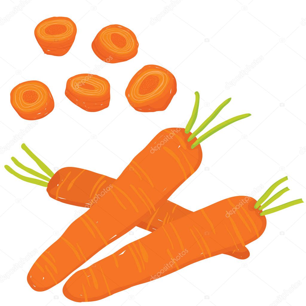 Vector painterly set of whole carrots, raw and sliced. Editable, scalable illustration isolated on a white background. Use it for recipes, restaurant menus and as food elements