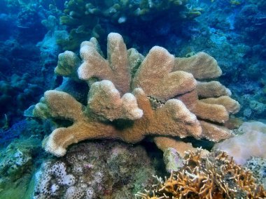 Filipinler, Luzon Adası, Anilo, taş mercan muhteşem ve gizemli sualtı dünyası