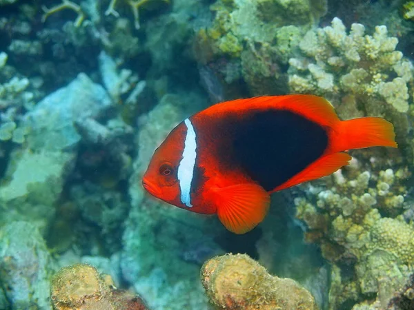 Incredibile Misterioso Mondo Sottomarino Delle Filippine Isola Luzon Anilo Clown — Foto Stock