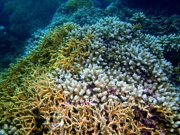 Amazing Mysterious Underwater World Philippines Luzon Island Anilo Stone Coral — Stock Photo, Image