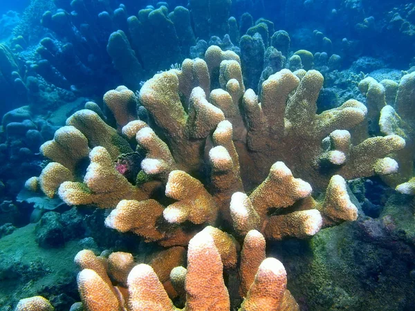 Increíble Misterioso Mundo Submarino Filipinas Isla Luzón Anilo Coral Piedra —  Fotos de Stock