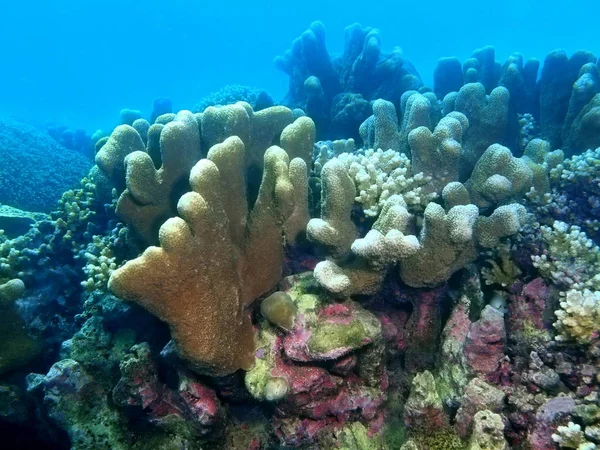 Increíble Misterioso Mundo Submarino Filipinas Isla Luzón Anilo Coral Piedra — Foto de Stock