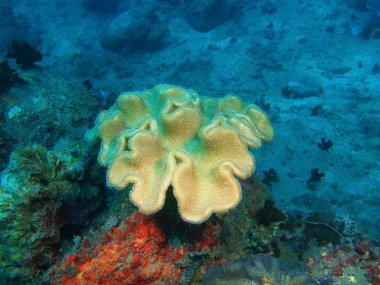 Filipinler, Luzon Adası, Anilo, yumuşak mercan muhteşem ve gizemli sualtı dünyası