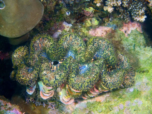 Úžasný Tajemné Podmořský Svět Filipínách Luzon Island Anilo Škeble — Stock fotografie