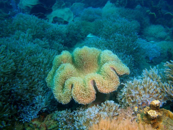 Increíble Misterioso Mundo Submarino Filipinas Isla Luzón Anilo Coral Suave — Foto de Stock