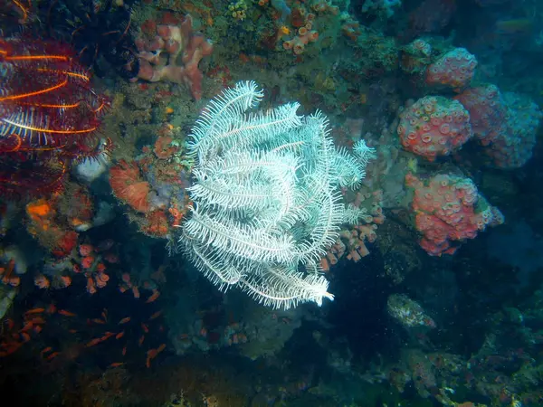 Amazing Mysterious Underwater World Philippines Luzon Island Anilo Crinoid — Stock Photo, Image