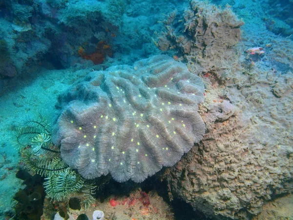 The amazing and mysterious underwater world of the Philippines, Luzon Island, Anilo, stone coral