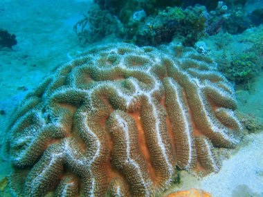 Filipinler, Luzon Adası, Anilo, taş mercan muhteşem ve gizemli sualtı dünyası