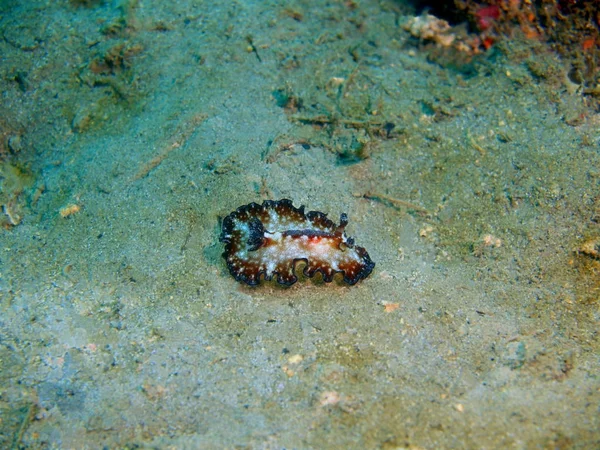 Verbazingwekkende Mysterieuze Onderwaterwereld Van Het Filipijnse Eiland Luzon Anilo Ware — Stockfoto