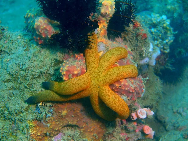 Amazing Mysterious Underwater World Philippines Luzon Island Anilo Starfish — Stock Photo, Image