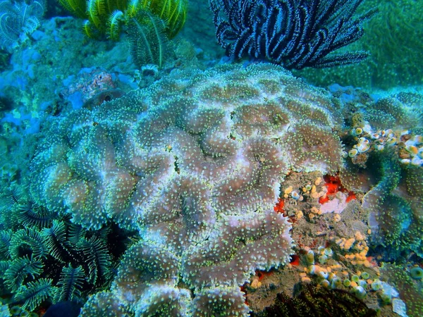 Amazing Mysterious Underwater World Philippines Luzon Island Anilo Stone Coral — Stock Photo, Image