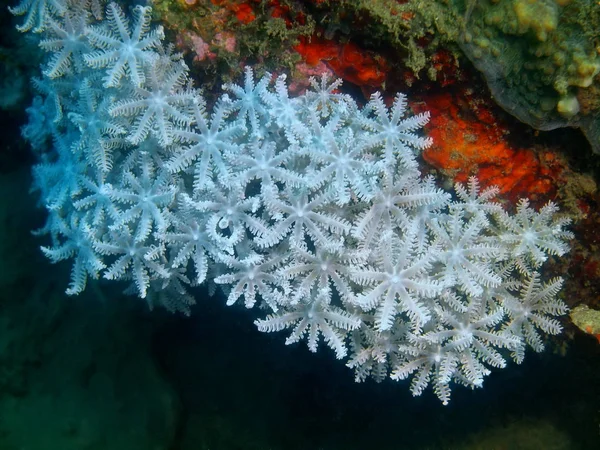 Amazing Mysterious Underwater World Philippines Luzon Island Anilo Soft Coral — Stock Photo, Image